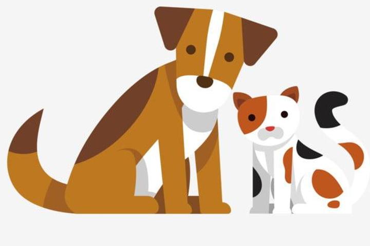 Ayuda para comida y latitas de perro y gatos, gastos veterinarios,etc..