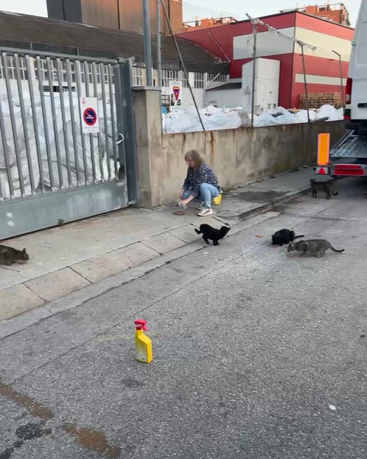 Ayuda para alimentar a los gatos de colonias olvidados.
