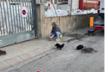Ayuda para alimentar a los gatos de colonias olvidados.