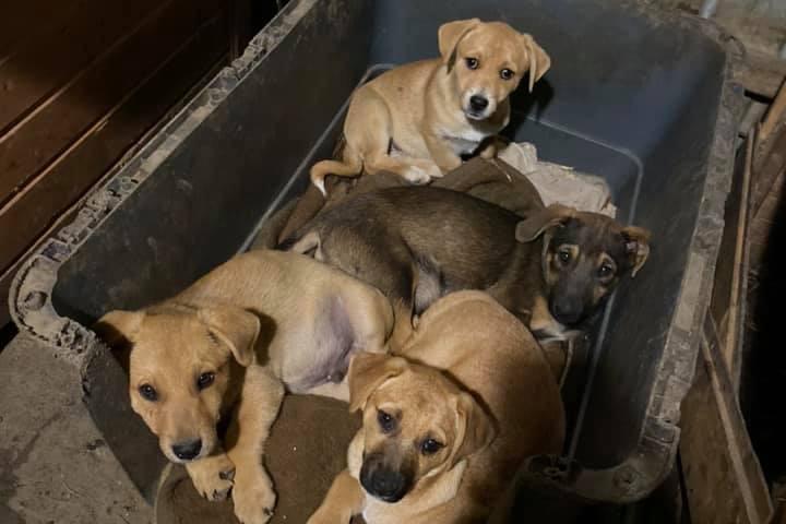 Stichting de ville shelter ( Roemenië Bacau )