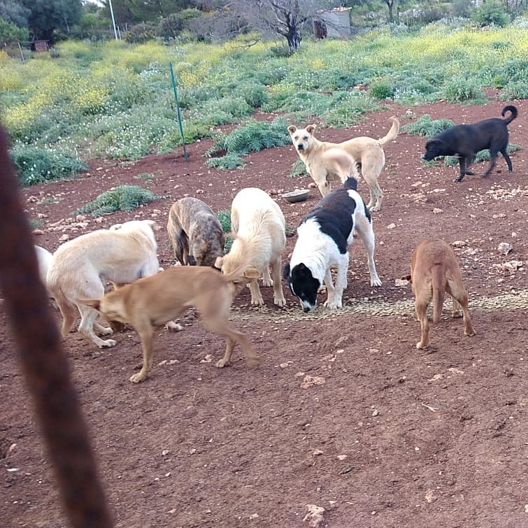 Associazione LA PERLA... il sogno degli ULTIMI