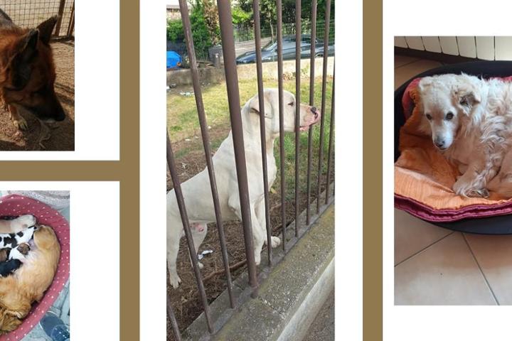 ODV LEGA ITALIANA DEI DIRITTI DELL'ANIMALE (LIDA) SEZIONE VARESE