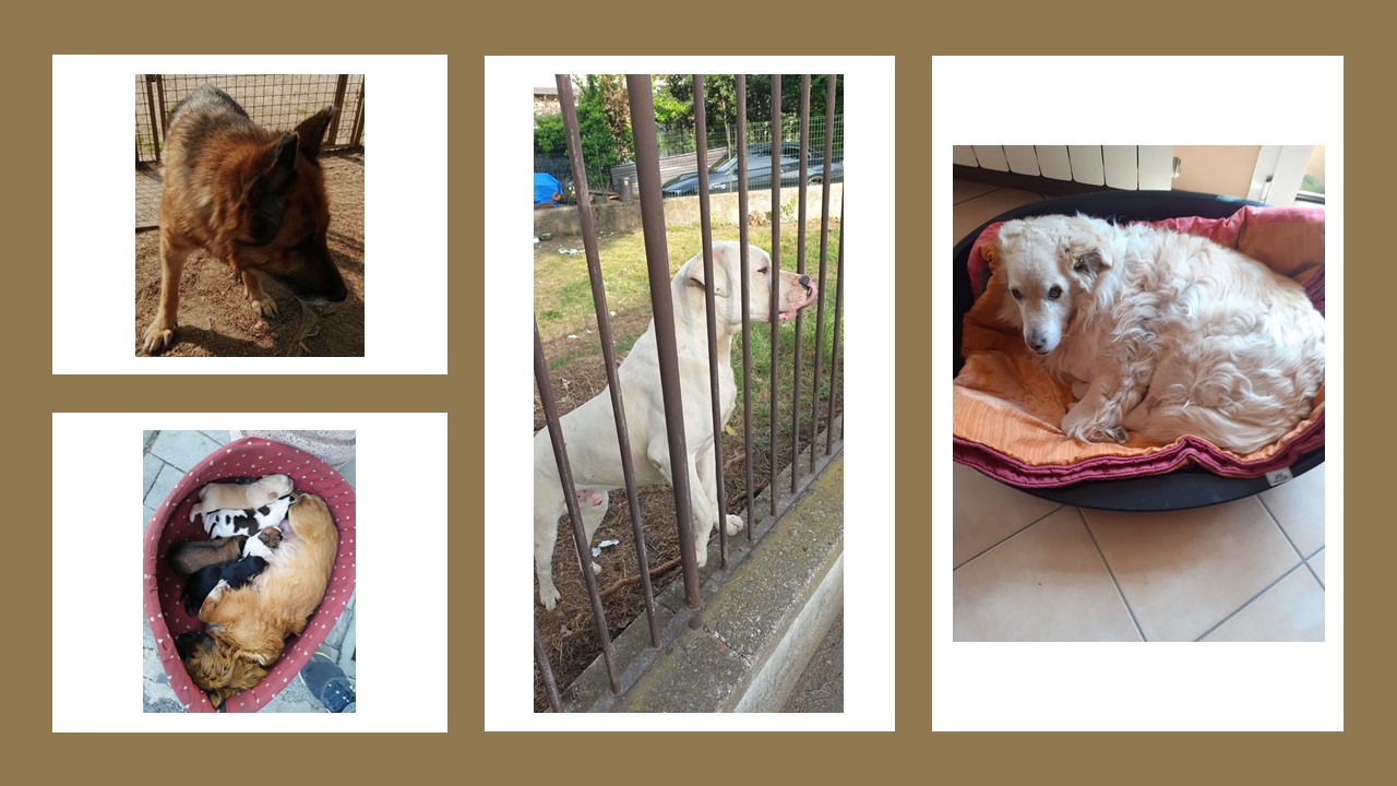 ODV LEGA ITALIANA DEI DIRITTI DELL'ANIMALE (LIDA) SEZIONE VARESE