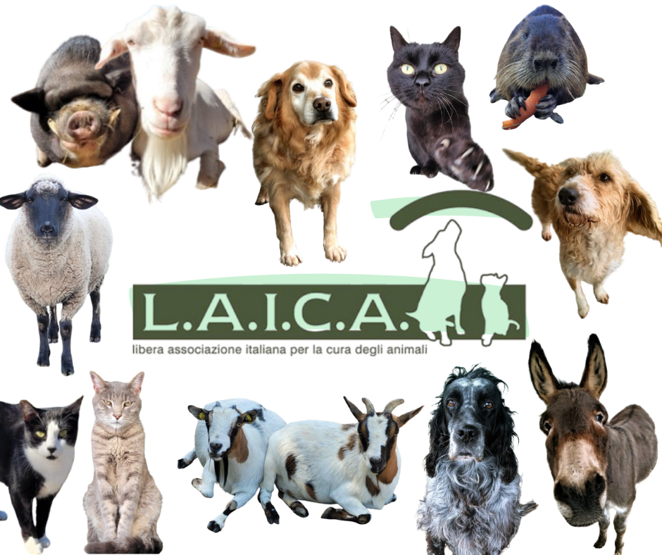 Associazione LAICA OdV Erbusco (BS)