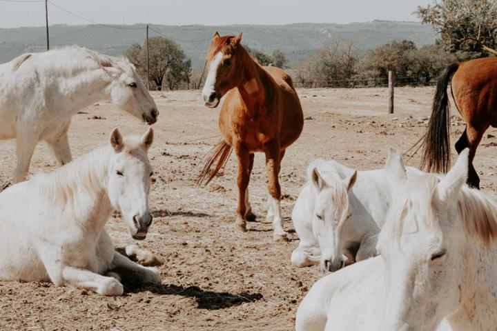 Picture for Association in Defense of the Equidae ADE Cal Lari