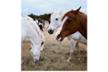 Association in Defense of the Equidae ADE Cal Lari