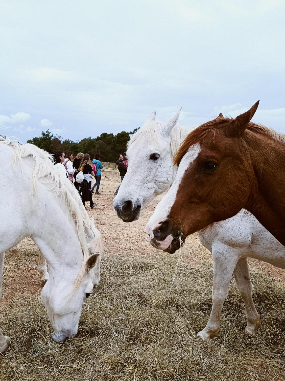 Association in Defense of the Equidae ADE Cal Lari