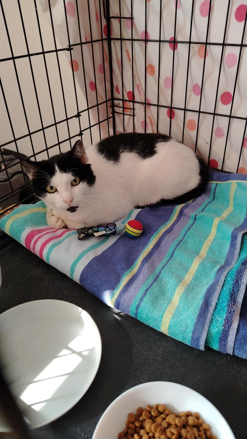 Aiuta un randagio Toscana