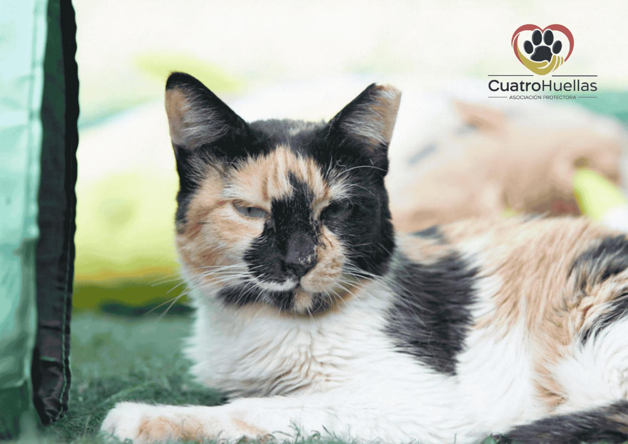 Cuatro Huellas (FOUR FOOTPRINTS SHELTER)
