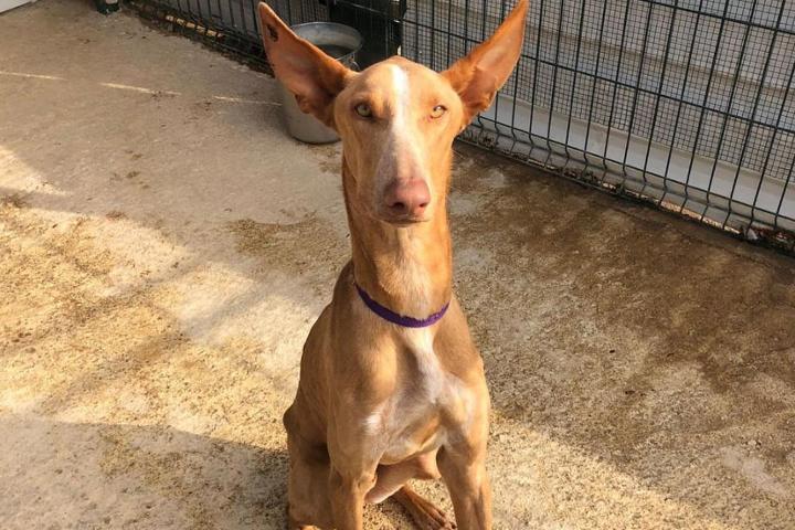 200 amigos para López