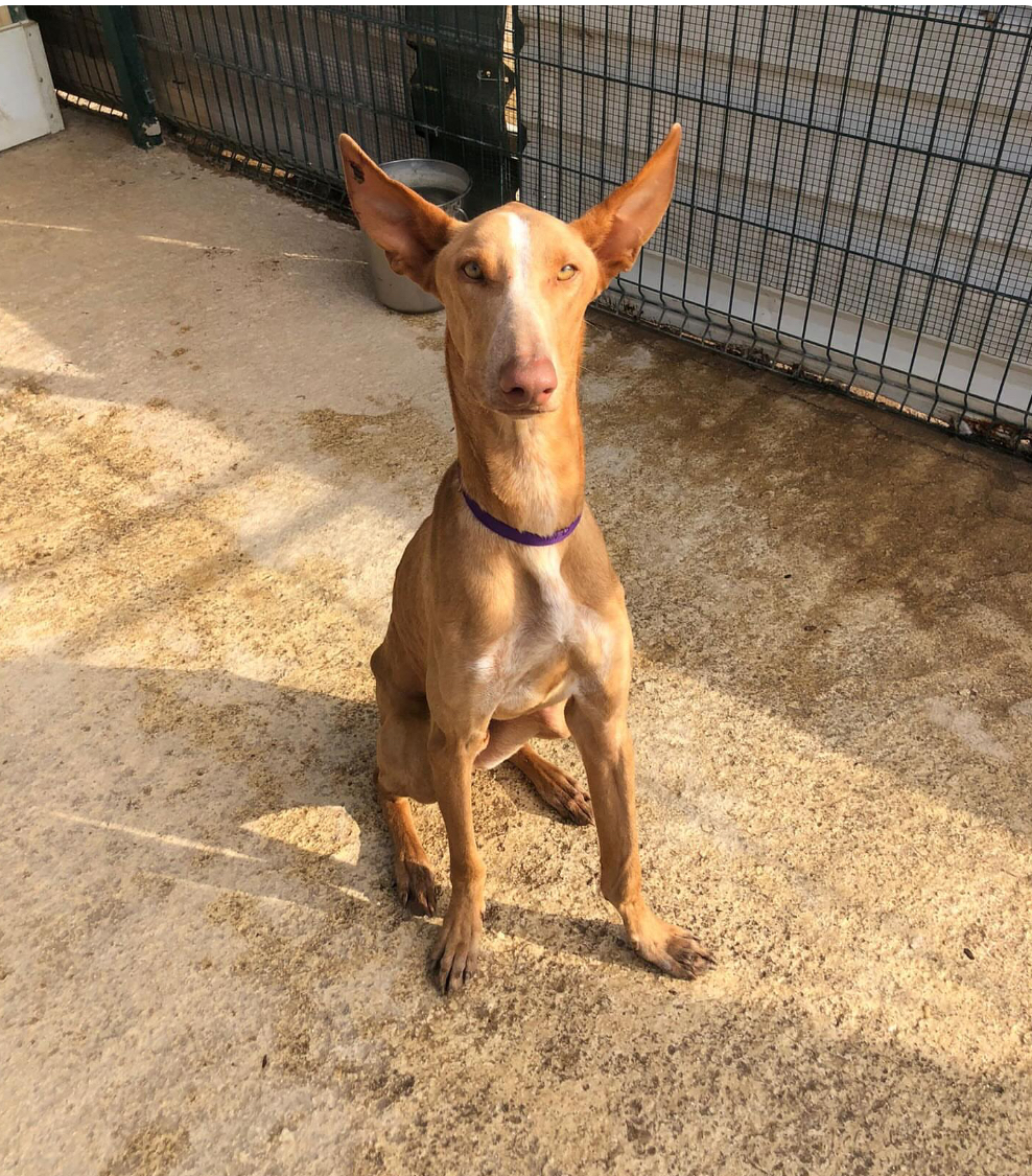 200 amigos para López