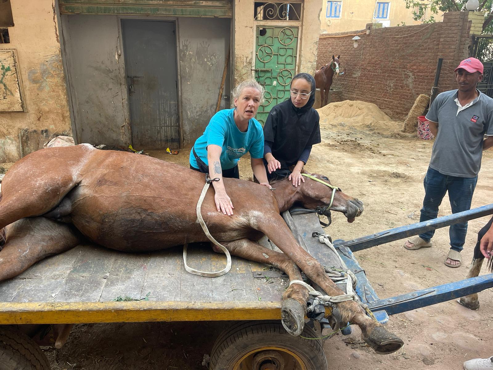 Veterinary care for the workhorses of Egypt