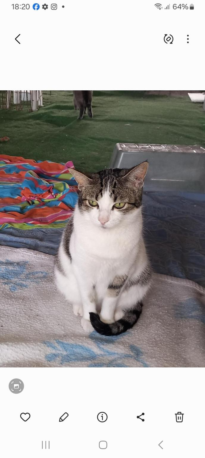 Colonia de gatos Hijuela las Coles Mamas Callejeras y Bebes