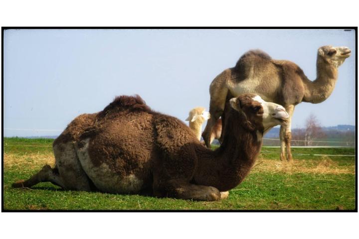 La prairie des animaux