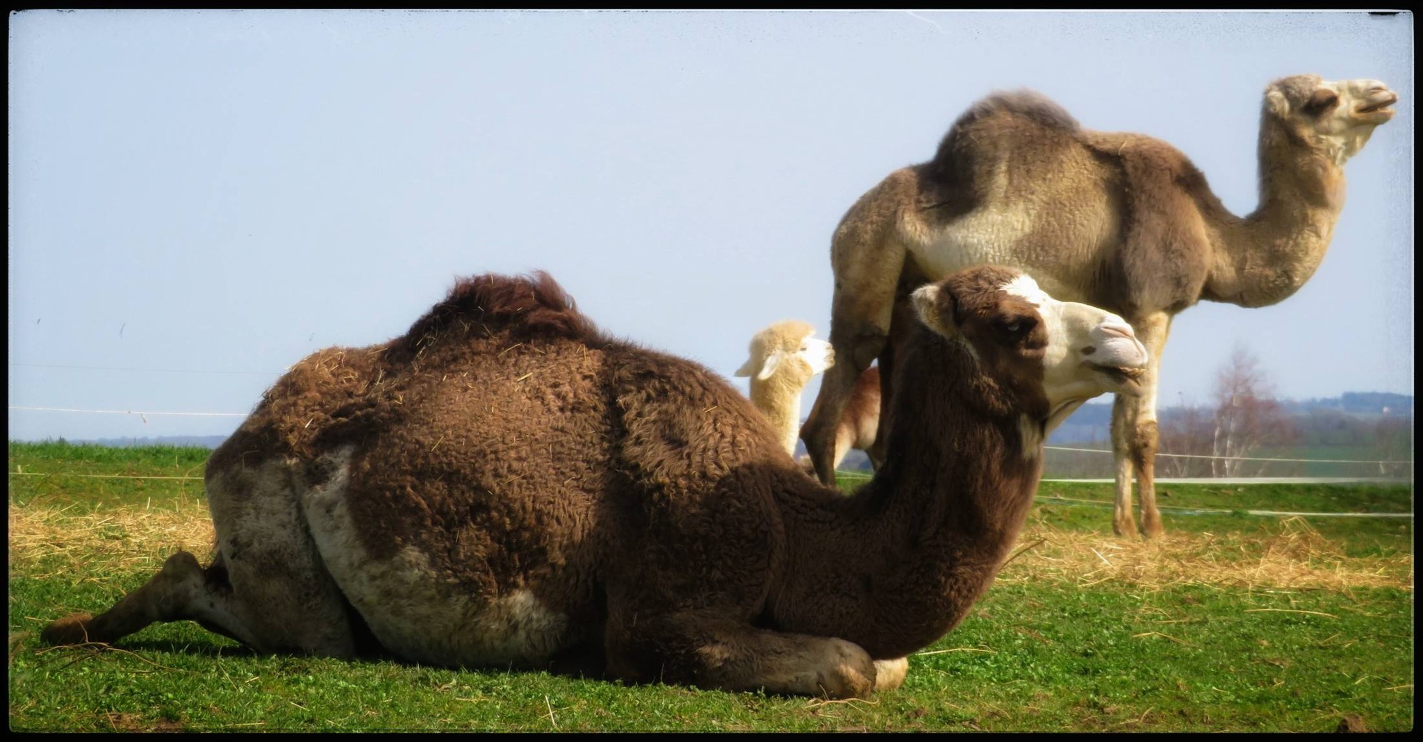 La prairie des animaux
