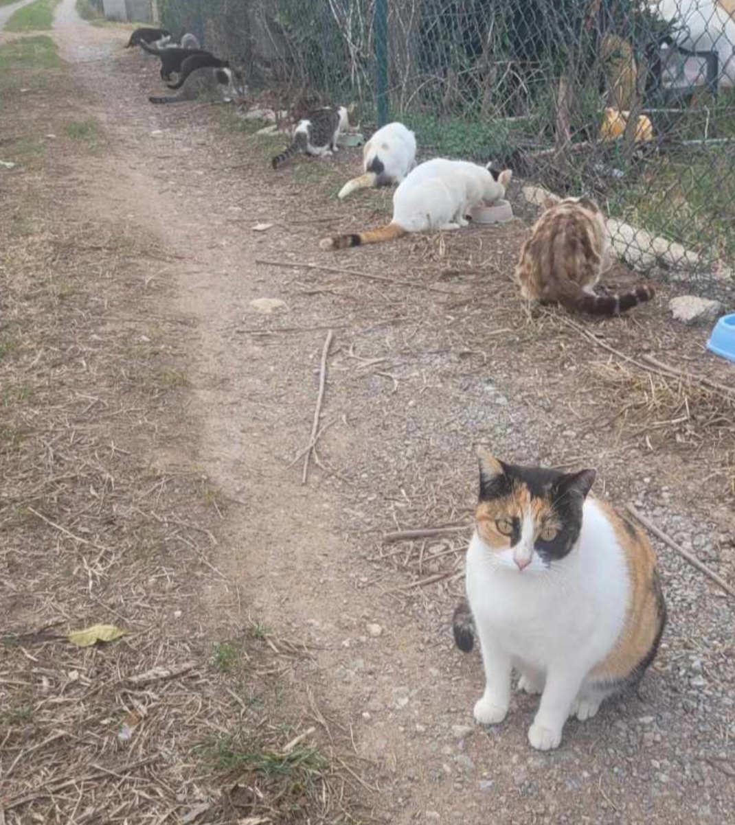 Los gatetes de la calle