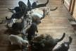 Associació Animalista Els Poets. Pedreguer