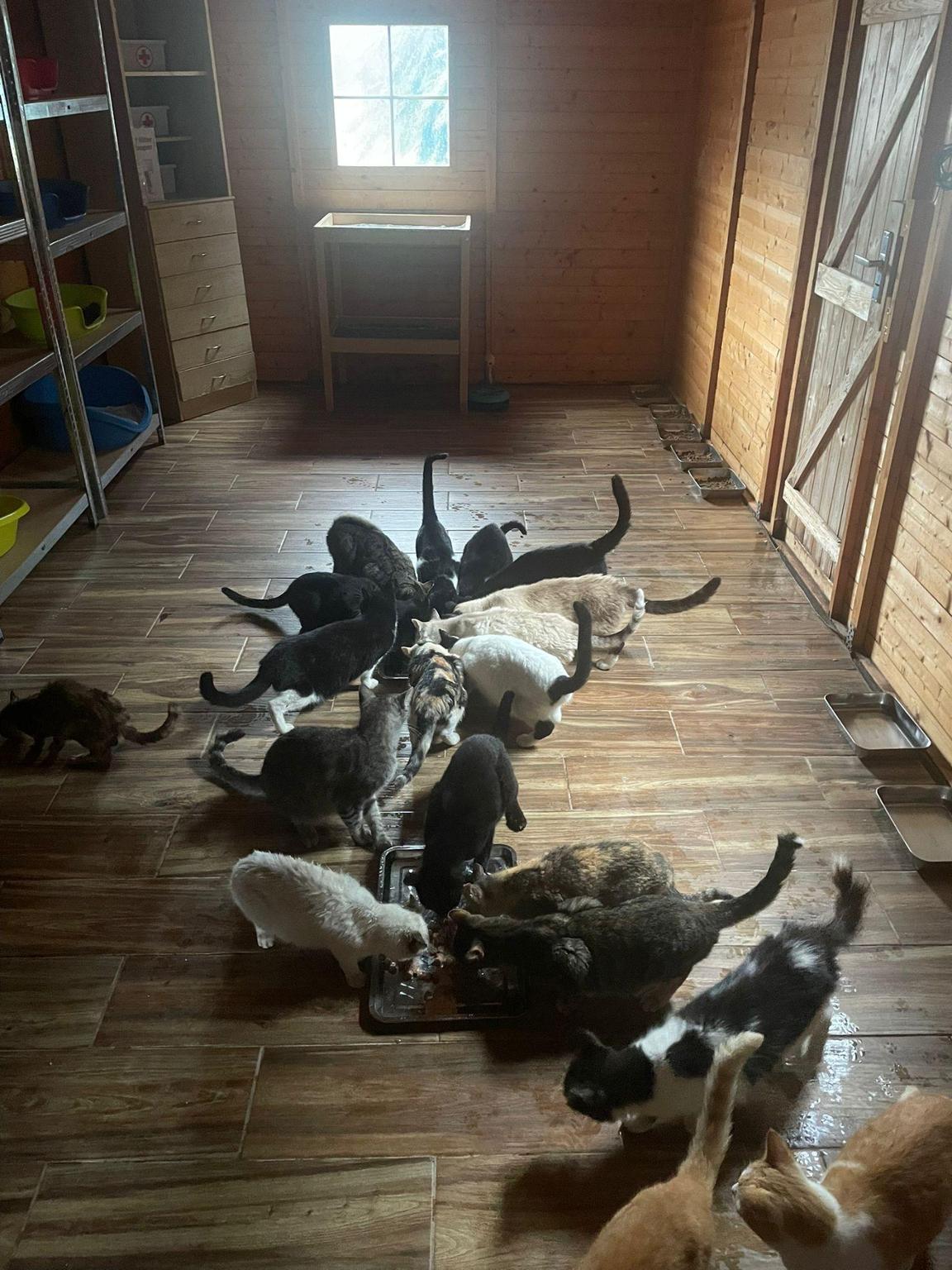 Associació Animalista Els Poets. Pedreguer