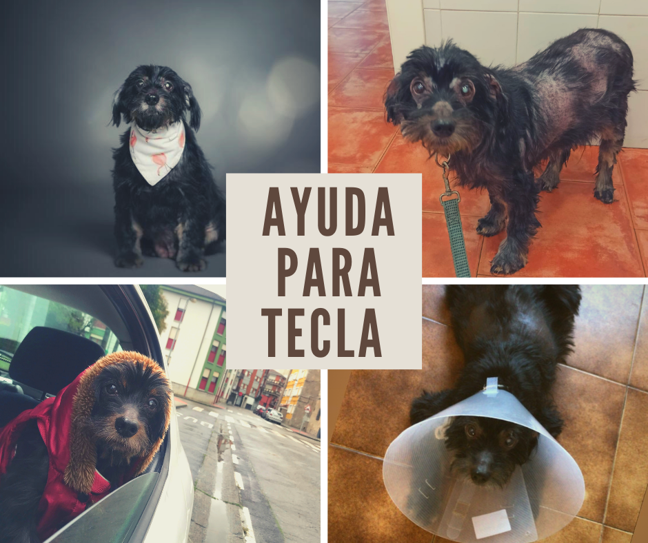 Ayuda a Tecla