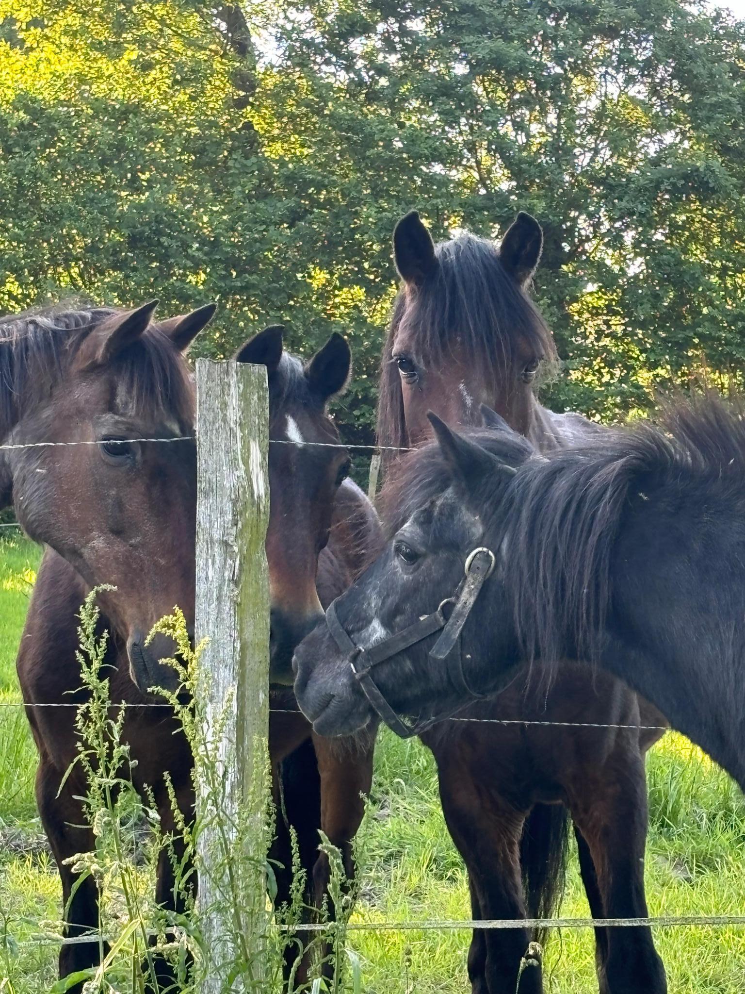 Association les Crins de la Lande
