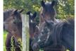 Association les Crins de la Lande