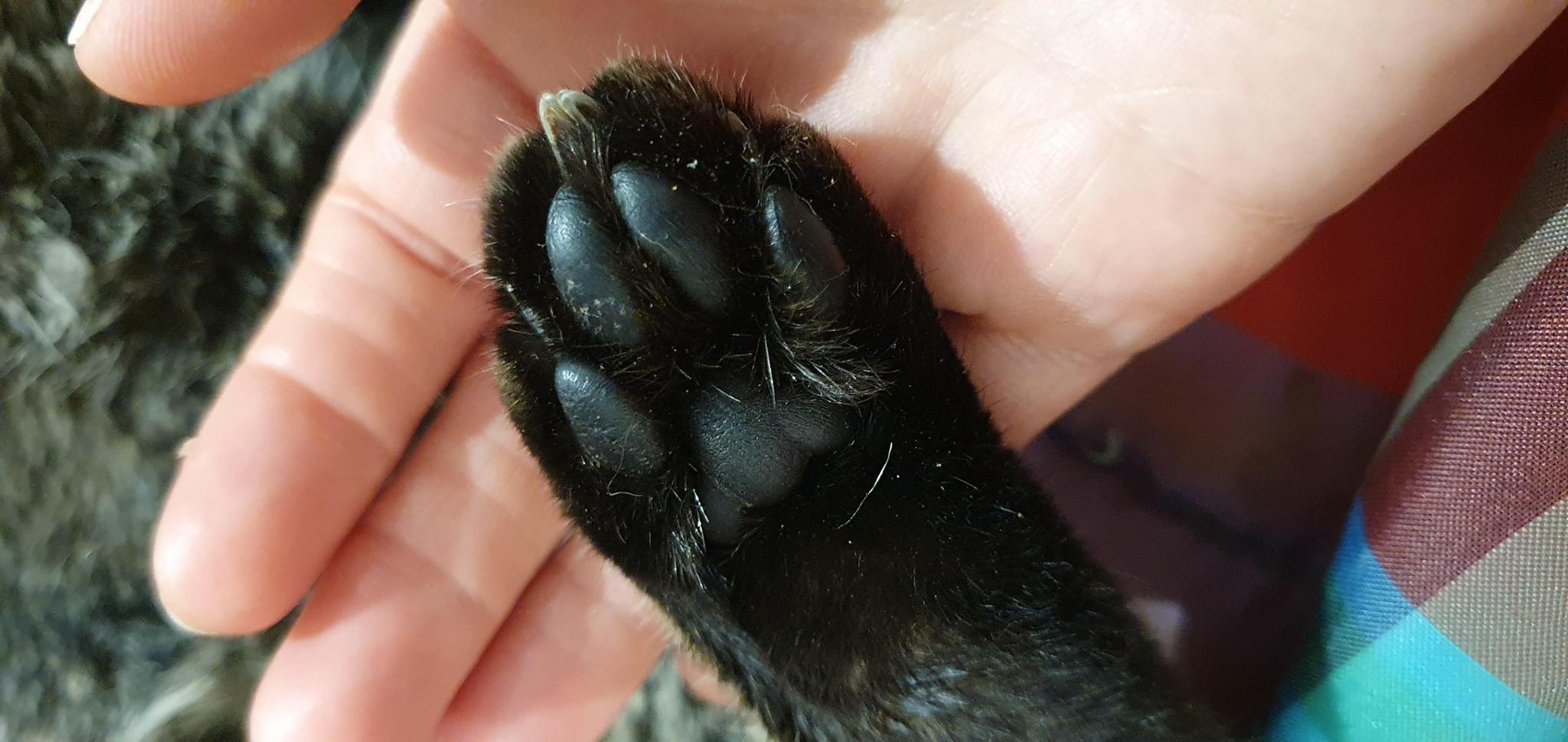 Le petit royaume des chats