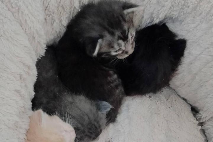 Aide pour les animaux