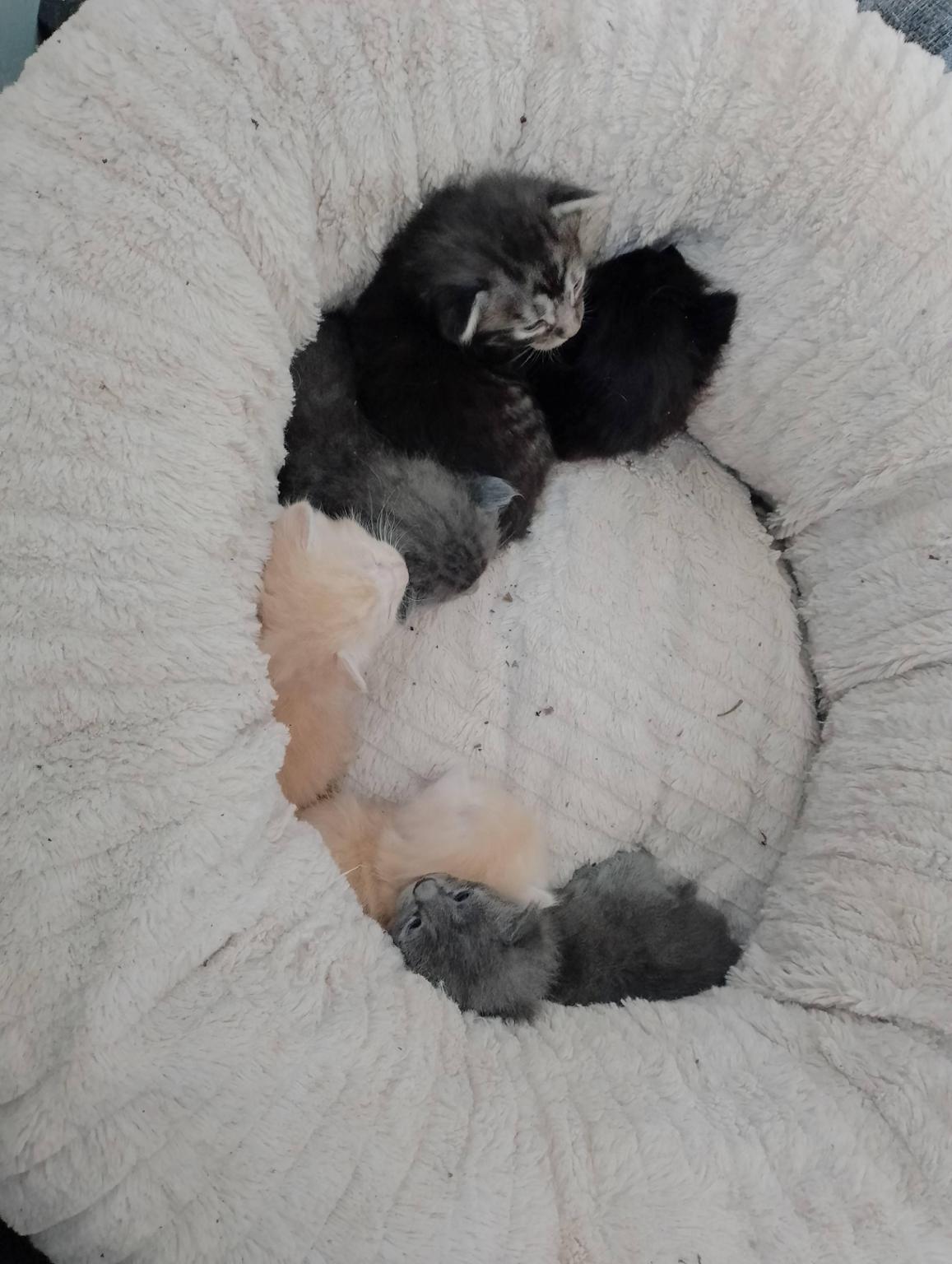 Aide pour les animaux