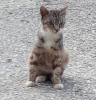 Ayuda para los gatos en la calle.