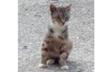 Ayuda para los gatos en la calle.