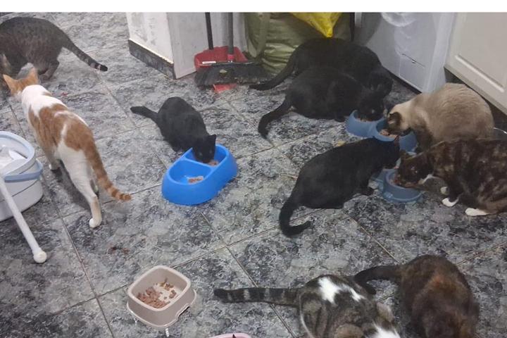 Refugio abuelita lila