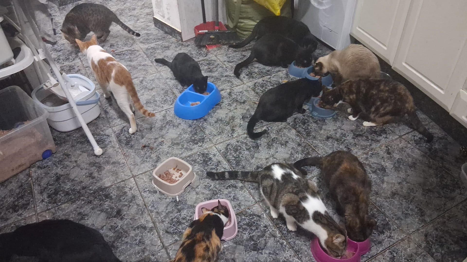 Refugio abuelita lila