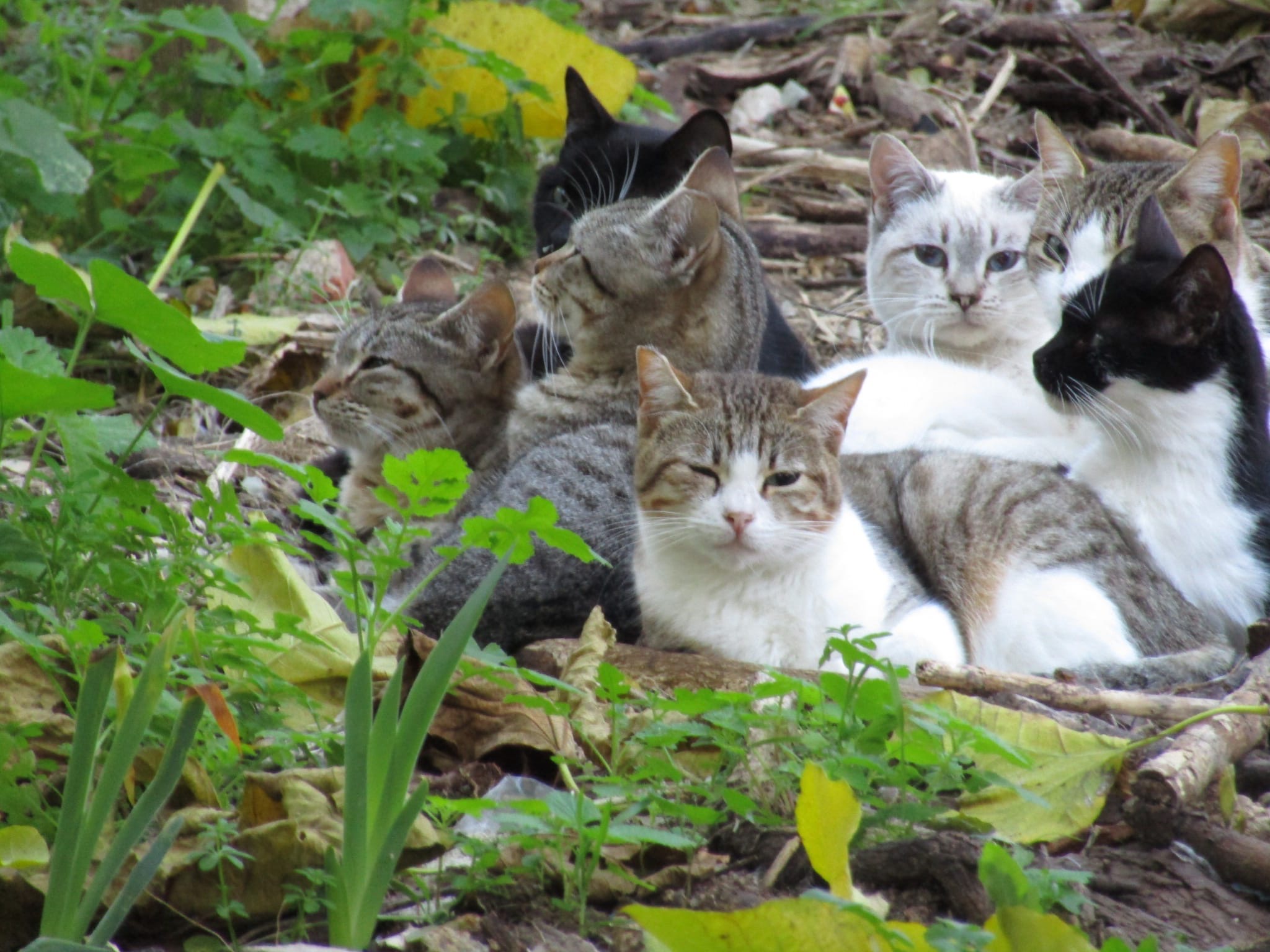 Gatitos de las calles de Plasencia