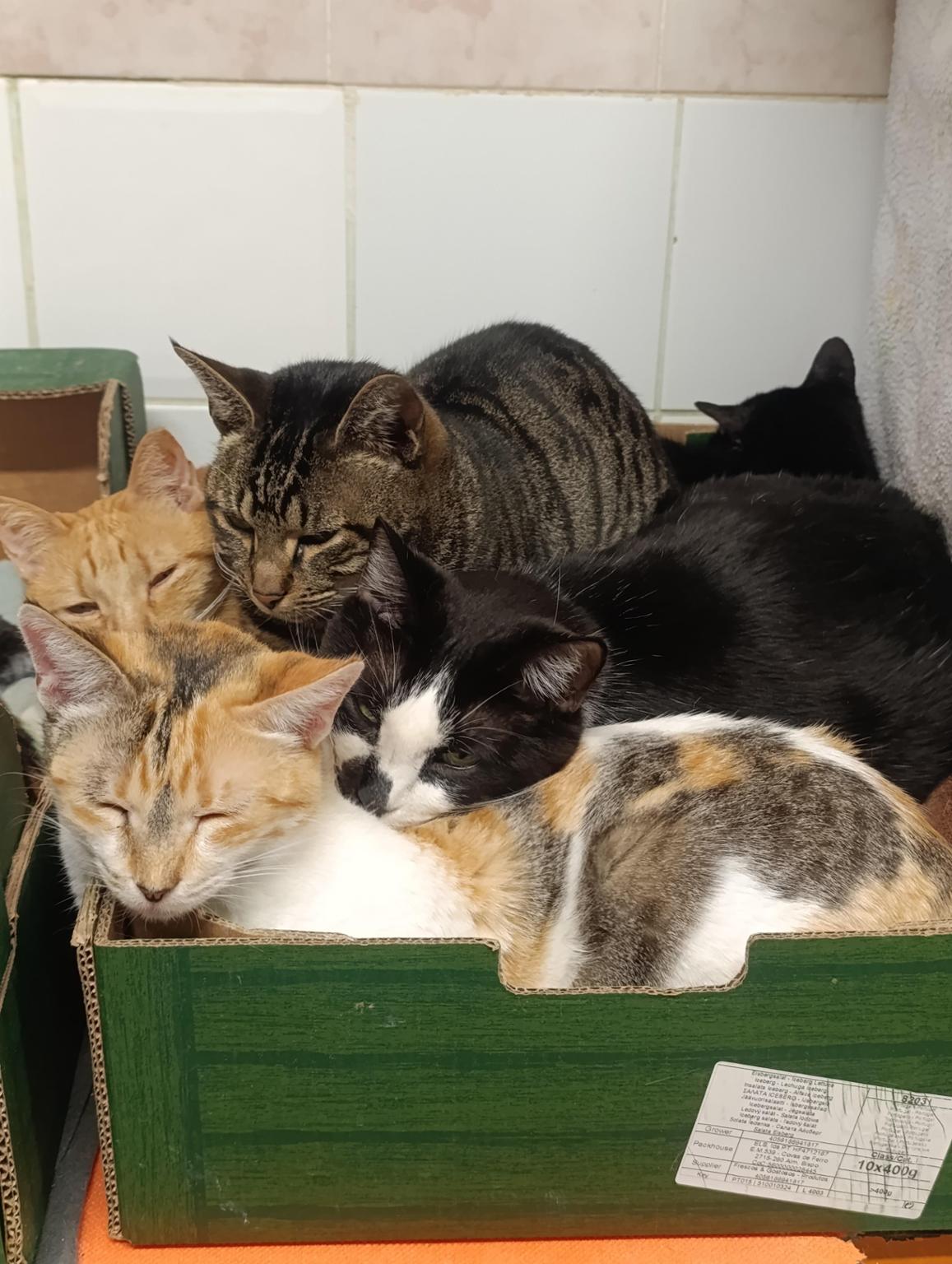 Onde há Gato não há Rato