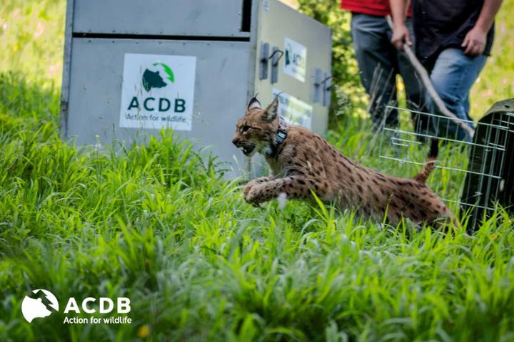Wildlife Rehabilitation Center - ACDB