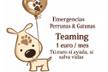Dogs emergencies