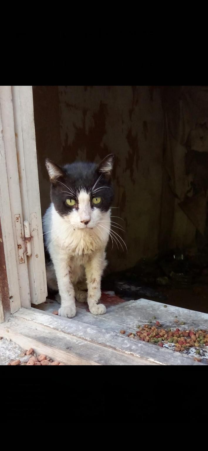 Vidas Felinas de Archena