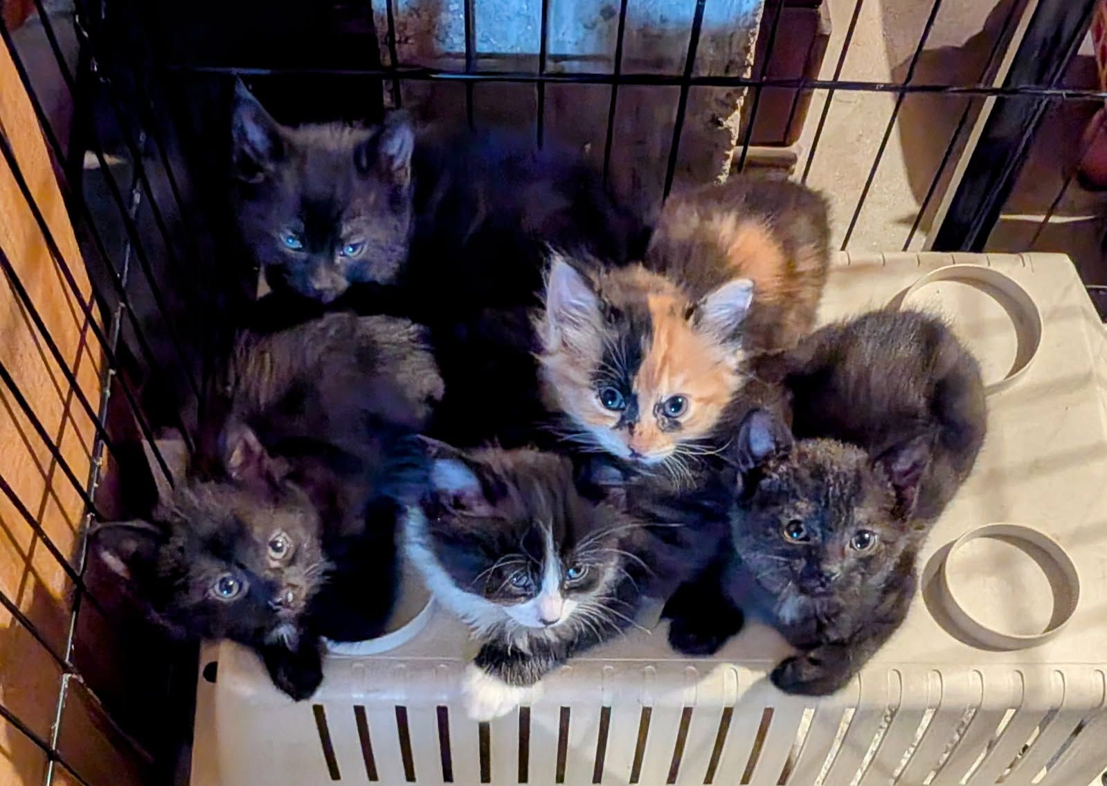 les 4 pattes solidaires