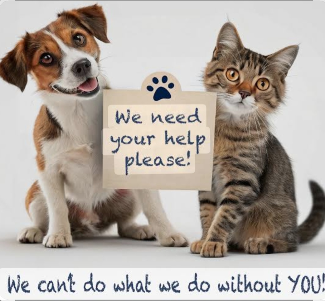 Axarquia Animal Rescue