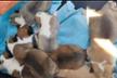 Axarquia Animal Rescue
