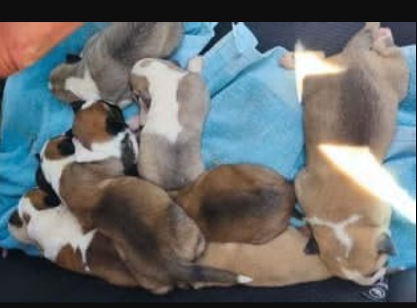 Axarquia Animal Rescue