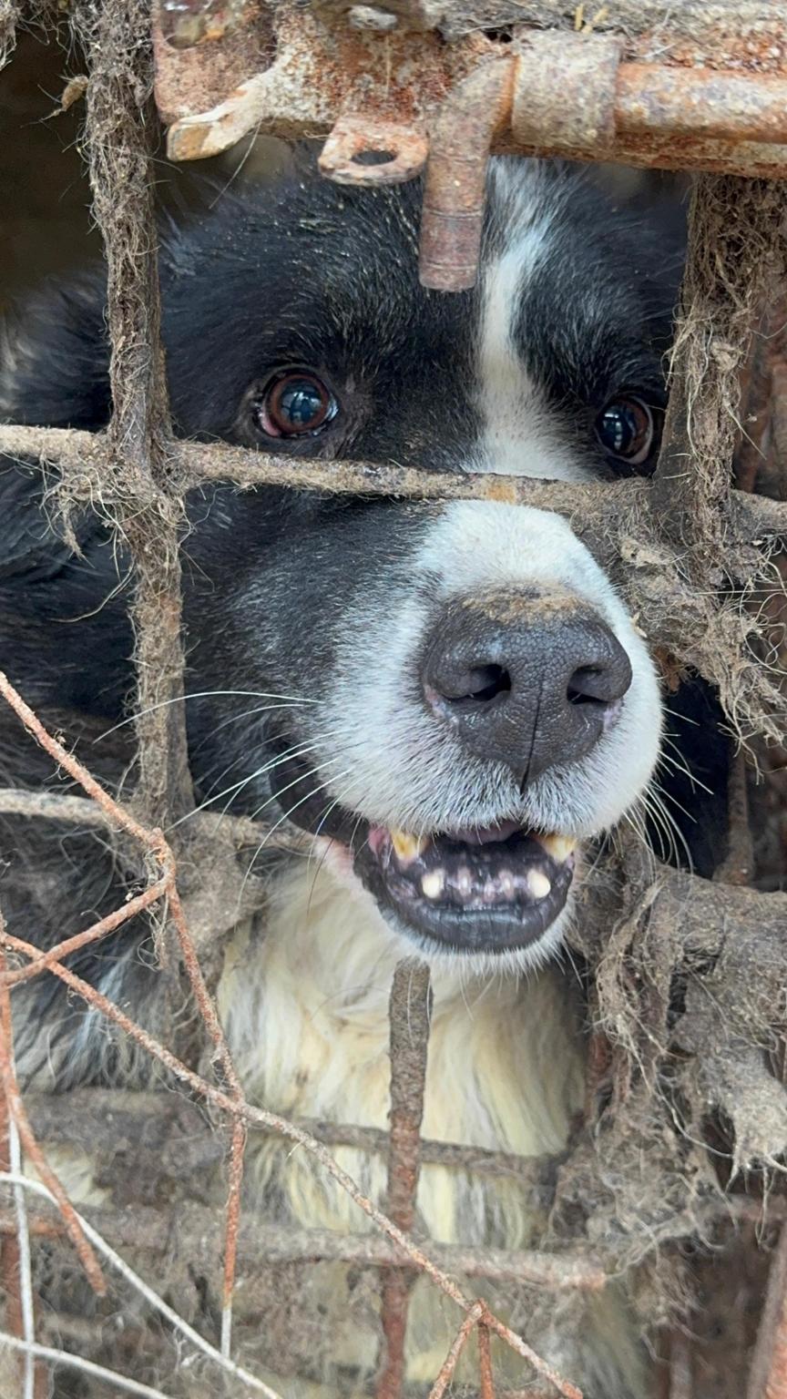 SOS ARMS Saving Orphaned Souls Sheila's Animal Rescue Mission Romania