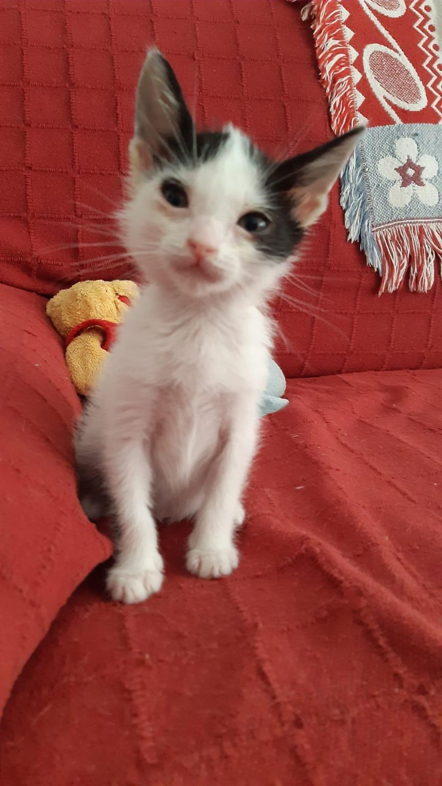 Gatos Ladera Petanca