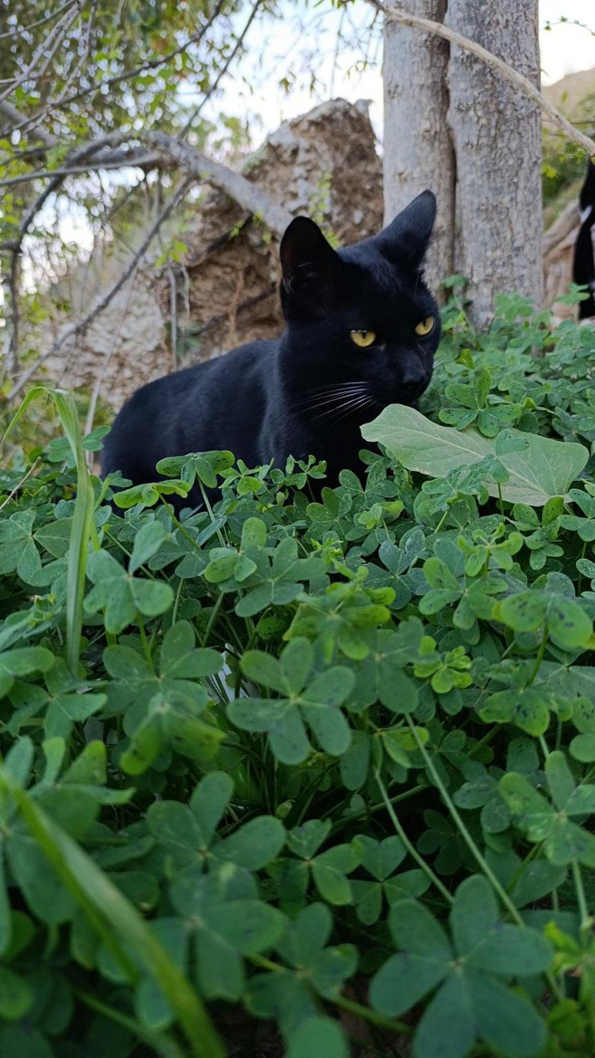 Gatos Ladera Petanca