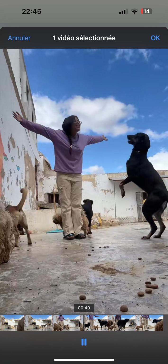 Association I NEED YOU SHELTER - REFUGE pour Chiens et Chats à Fès au Maroc