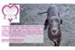 Galgo_Lovers_Italia_APS