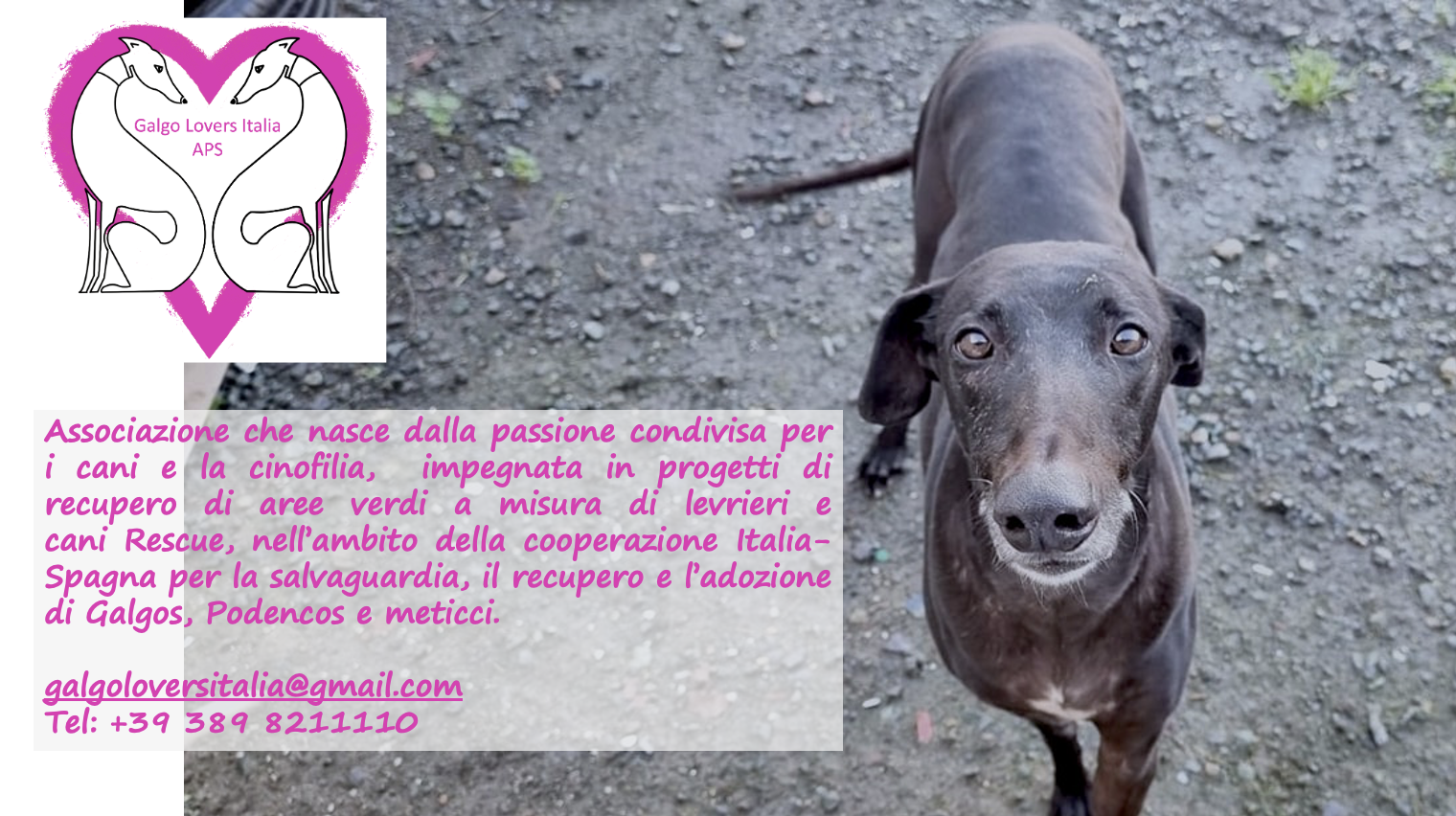 Galgo_Lovers_Italia_APS