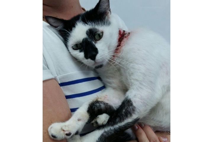 Ventura Necesita Ayuda