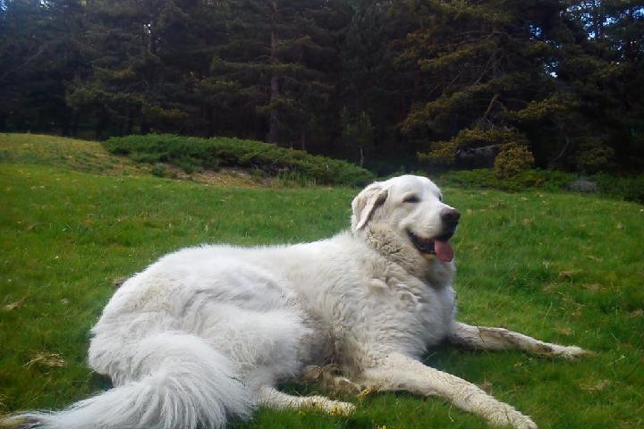AYUDA A SALVAR A NIEBLA !!!