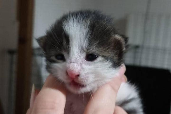 Association.pet.blue@gmail.com